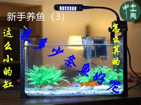 18公分的魚缸可以養幾隻魚